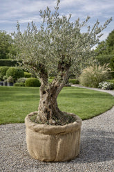 Olivier Centenaire d’Exception