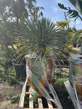 Pot Terra color avec Yucca Rostrata