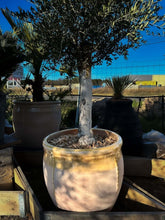 Pot Tera Amarilla Cordoue