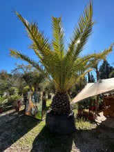 Phoenix canariensis