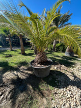 Palmier Phoenix Canariensis