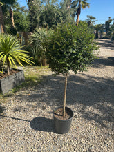 Ligustrum japonicum – Topiaire boule