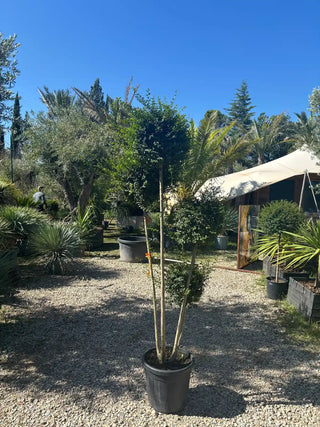 Ligustrum japonicum