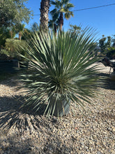 Yucca Rostrata