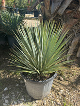 Yucca Rostrata