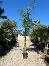 Syagrus – Cocotier