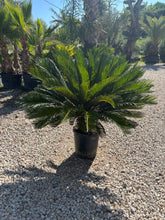 Cycas Revoluta