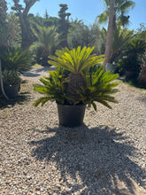 Cycas Revoluta