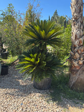 Cycas Revoluta
