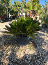 Cycas Revoluta