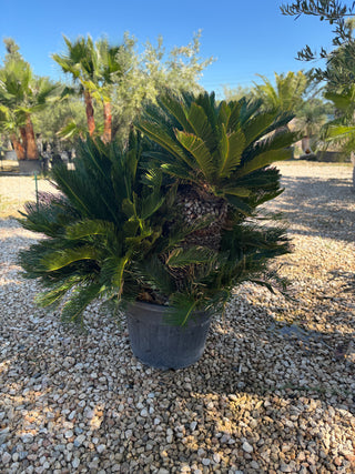 Cycas Revoluta – Palmier sacré du Japon