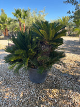 Cycas Revoluta – Palmier sacré du Japon