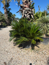Cycas Revoluta (Palmier sacrée du japon)