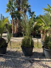 Phoenix dactylifera – Palmier dattier