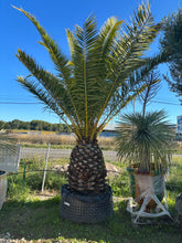 Palmier Phoenix canariensis