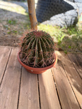 Ferocactus