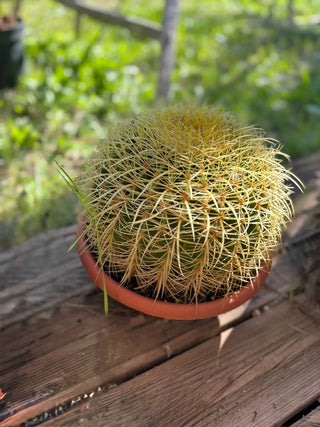 Echinocactus grusonii