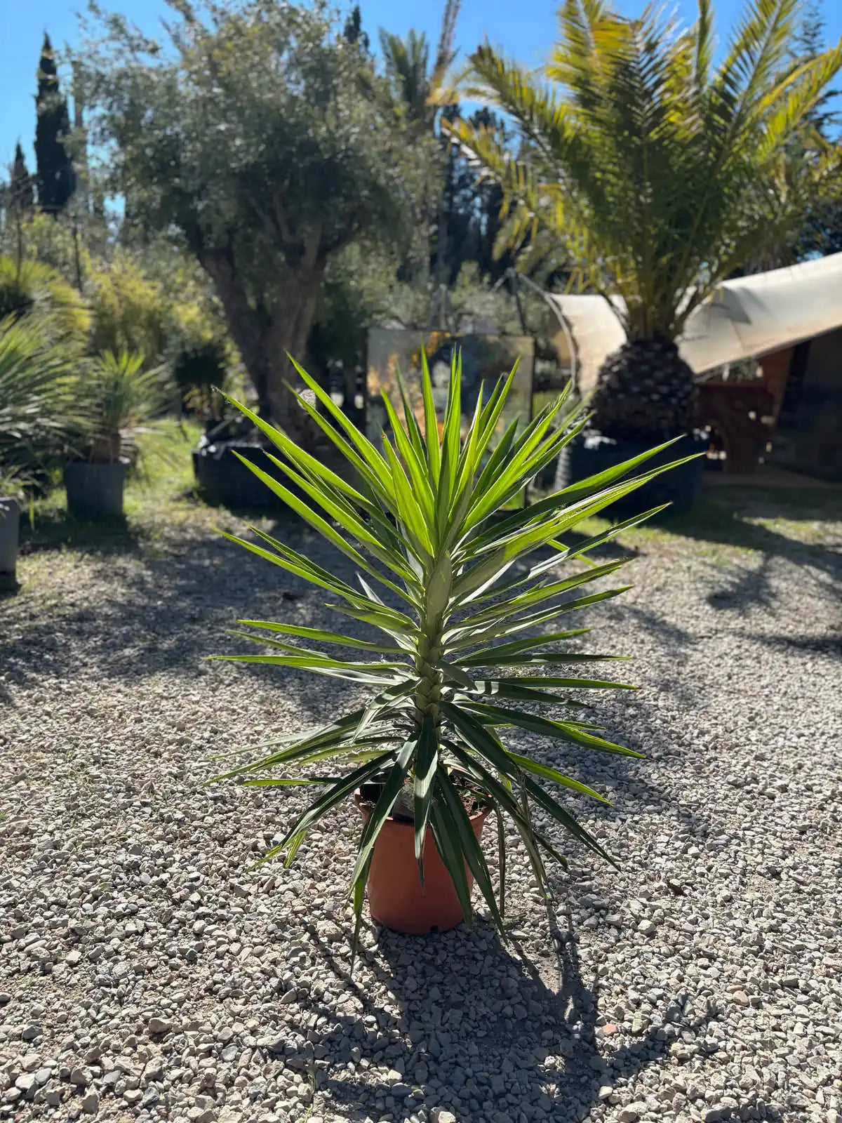Royal Palm Aix