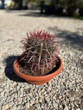 Ferocactus