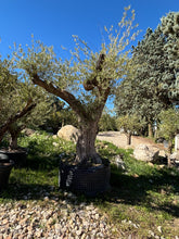 Olivier Multi-centenaire