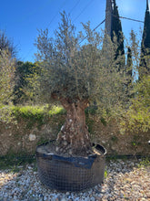 Olivier Multi-centenaire Roca