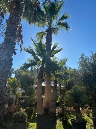 Palmier Washingtonia Robusta Triple troncs écorcé