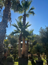 Palmier Washingtonia Robusta Triple troncs écorcé