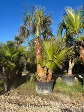 Washingtonia Robusta – Quadruple tronc écorcé