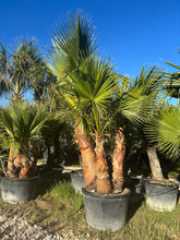 Washingtonia Robusta – Triple tronc écorcé