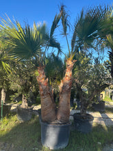 Palmier Washingtonia Robusta – Triple tronc écorcé