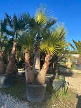 Palmier Washingtonia Robusta Triple tronc écorcé