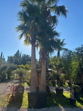 Washingtonia Robusta – Double tronc écorcé