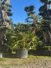 Chamaerops Humilis – Multitronc