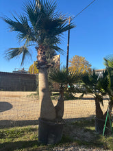 Palmier Washingtonia Robusta – Double tronc