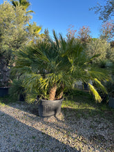 Chamaerops Humilis