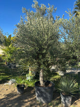 Olivier de production-Super intensif