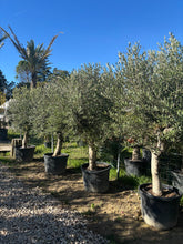 Olivier de production-Super intensif