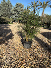 Oliviers de production – Super Intensif