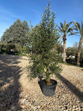 Oliviers de production – Super Intensif