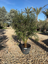 Oliviers de production – Super Intensif