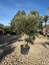 Oliviers de production – Super Intensif