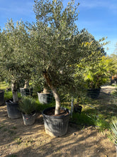 Oliviers de production