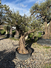 Olivier Centenaire – Tronc Sculptural