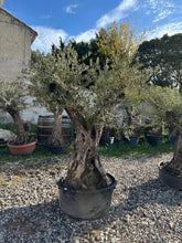 Olivier Centenaire – Sujet Unique