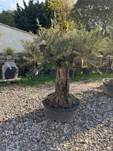 Olivier Centenaire – Forme Naturelle