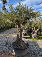 Olivier Centenaire – Tronc Naturel Sculpté