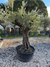 Olivier Centenaire – Tronc Authentique