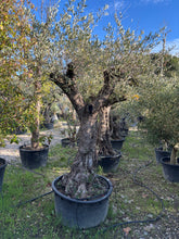 Olivier Centenaire Méditerranéen