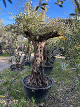 Olivier Centenaire Tronc Authentique