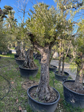 Olivier Centenaire Forme Naturelle